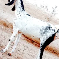 چتی مری چاق