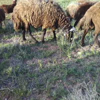 قوچ افشاری کله سفید