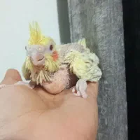 جوجه عروس هلندی