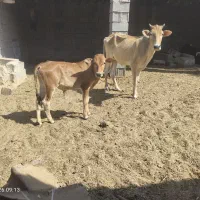 گاو با گوساله نر