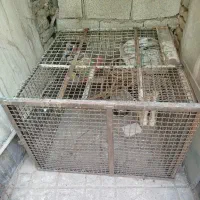 قفس مرغ و  کبوتر