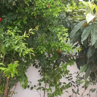 ۵۰۰متر زمین خرم آباد، تیرکده علیا