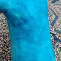 نی انبان اقتصادی