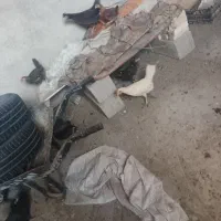 مرغ خروس محلی