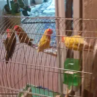 طوطی برزیلی ۶ تا جوجه، با نر ماده