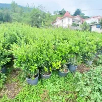 نیازمند کارگر ساده برای کار کشاورزی سبک