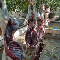 تکه کاری نذری گوسفند کم شکم زنده (عقیقه)