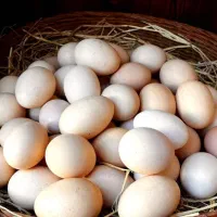 تخم مرغ محلی از نژاد گلین ریشو پاپری