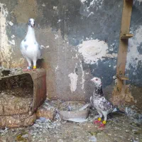 2جفت کبوتر فروشی