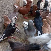 کفتر خوشگل مفت