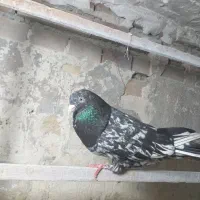 کبوتر سرور نر