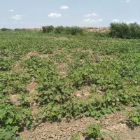 سرکارگر با اکیپ  ۲۰ نفره