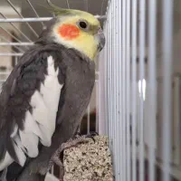 عروس هلندی نر