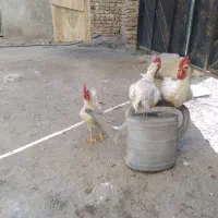 نیمچه خروس