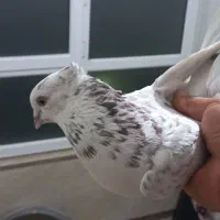کبوتر