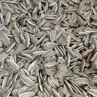 تخمه لوکس درجه یک