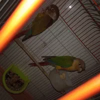 گرینچک
