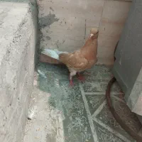 کبوتر دم زرد کاکلی