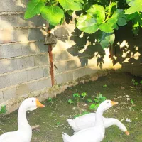 ۳عدد قوغاز لیندا اصل