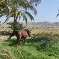 اسب ماده سرحال و زرنگ و سواری