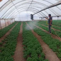 کارگر گلخانه در پاکدشت فیلستان