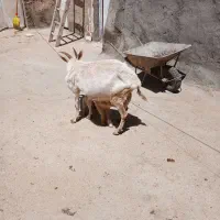 سلام یک عدد بزسانن شیر ده با بره نربه بفروش