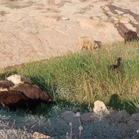 بره گوشتی