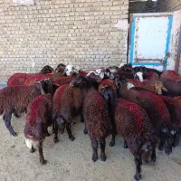 بره نرسرخ و پلنگی سبک وزن دردامداری میلاد نجبایی