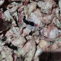 اشغال گوشت گوسفندی بمقدار محدود ارزان