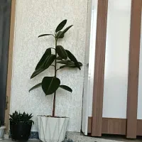فروش گل
