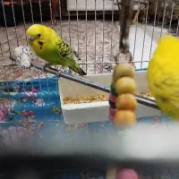 پرنده