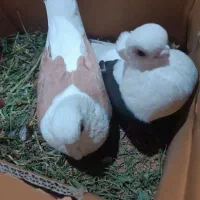 نوک ریز سینه فر