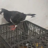 جوجه کفتر