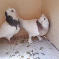 طوقی|پرنده|اصفهان, محمودآباد|دیوار