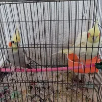 عروس هلندی