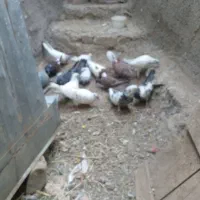 کفتر