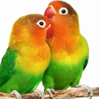 طوطی برزیلی پیدا شده
