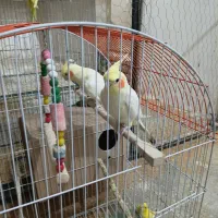 عروس هلندی نر ماده لوتینو نر سخنگو