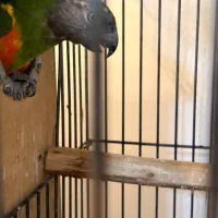 سنگال نر و ماده
