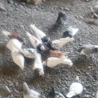 کفتر
