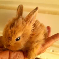 بچه خرگوش لوپی