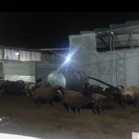دامداری 1000 متر برق 3فاز ( فروش و اجاره )