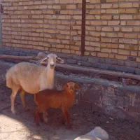 میش بره دار بره نر
