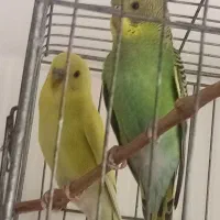 مرغ عشق مولد و جوجه