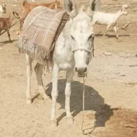 ماده خر جوان ی کره اورده حالاهم اوسنه
