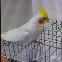 گمشده عروس هلندی