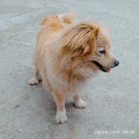 پامر اشپیتز ماده