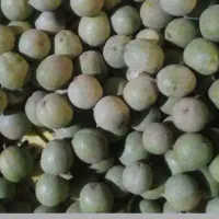 گردو تازه