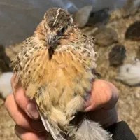 فروش بلدرچین25روزه