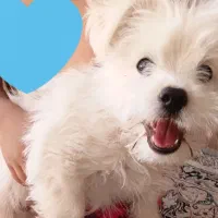 سگ زیبا وتربیت شده